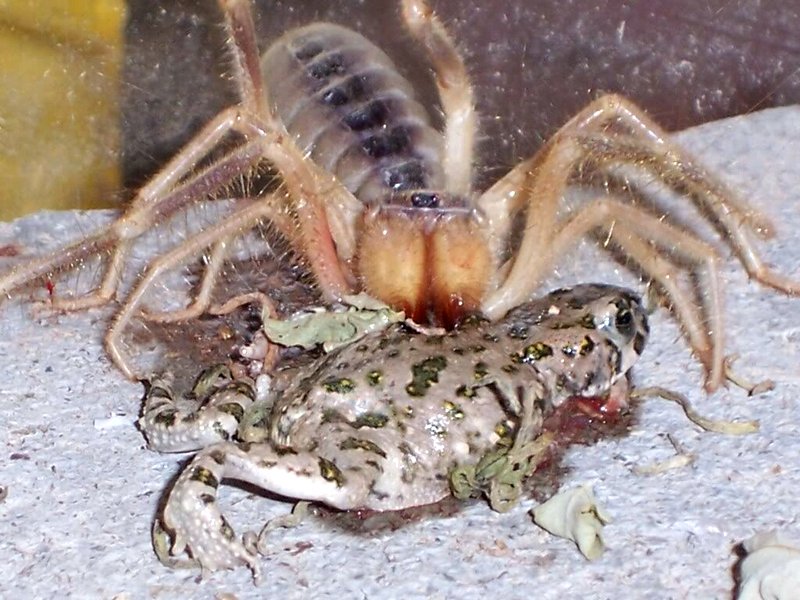 Поймала лягушонка